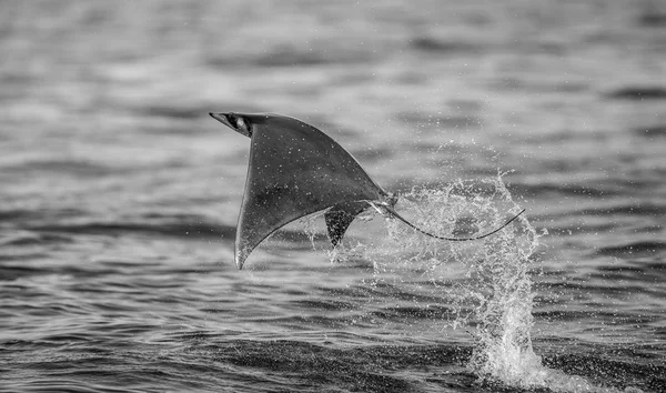 Mobula ray vyskočil z vody — Stock fotografie