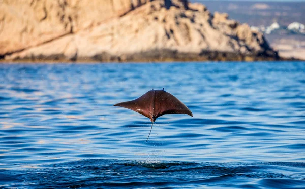 Mobula ray sudan atlama