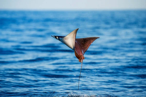 Mobula ray kiugrott a víz — Stock Fotó