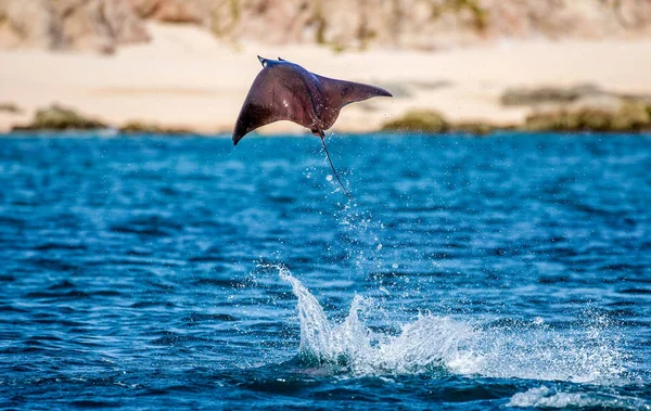 Mobula ray sudan atlama — Stok fotoğraf