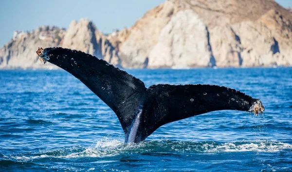 驼背鲸的尾巴 — 图库照片