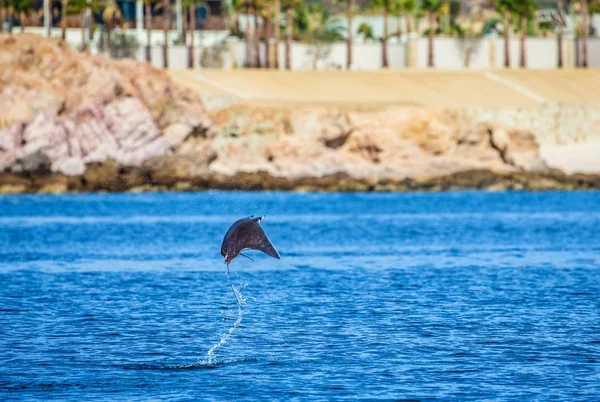 Mobula ray sudan atlama