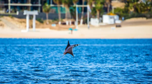 Mobula ray sudan atlama