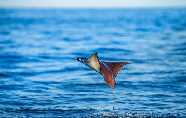 Mobula ray kiugrott a víz — Stock Fotó