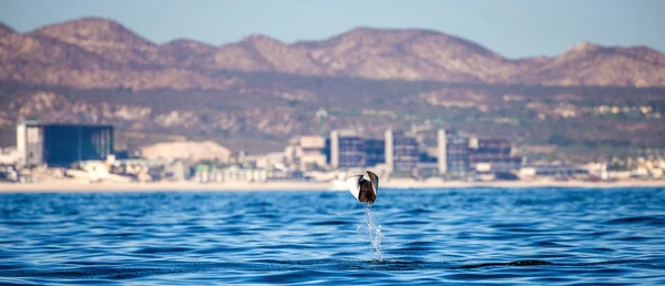 Mobula ray jumping out of water — Stock Photo, Image