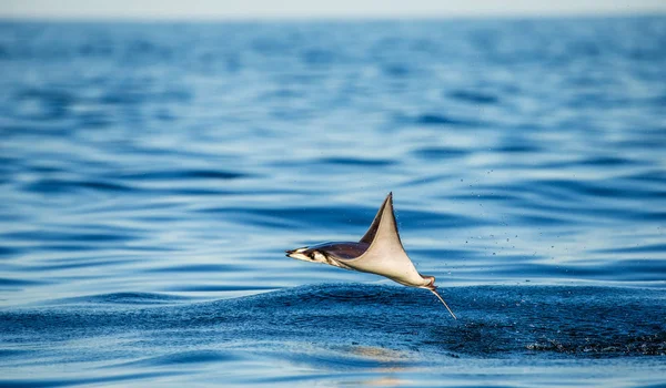 Mobula ray vyskočil z vody — Stock fotografie