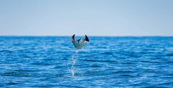 Mobula ray sudan atlama