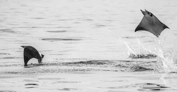 Mobula rays jumping out of water — Stock Photo, Image