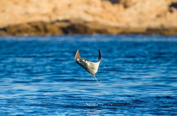 Mobula ray che salta fuori dall'acqua — Foto Stock