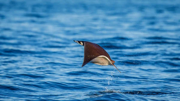 Mobula ray sudan atlama