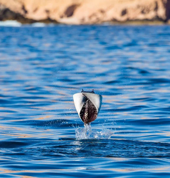 Mobula ray sudan atlama