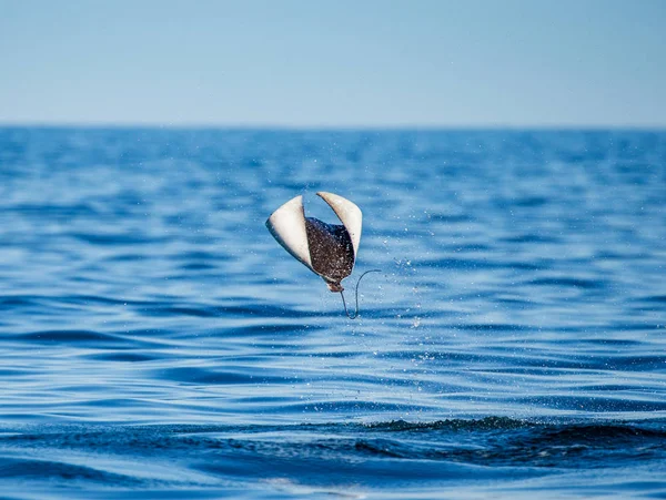 Mobula ray vyskočil z vody — Stock fotografie