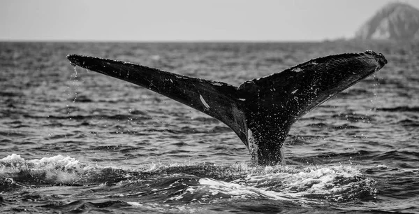 Cola de ballena jorobada — Foto de Stock