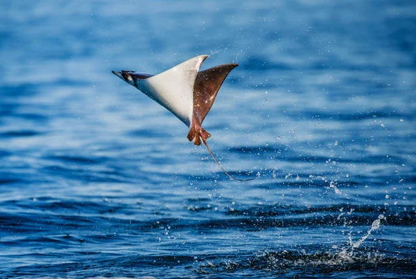 Mobula ray saltando del agua — Foto de Stock