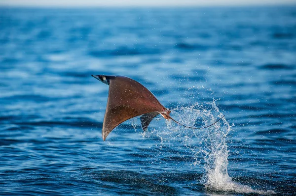 Mobula ray sudan atlama
