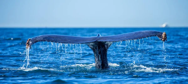 Cola de ballena jorobada — Foto de Stock