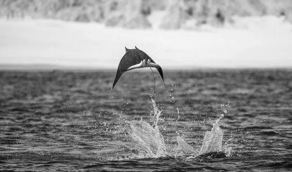 Mobula ray sudan atlama