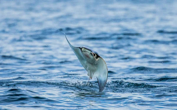 Mobula ray sudan atlama