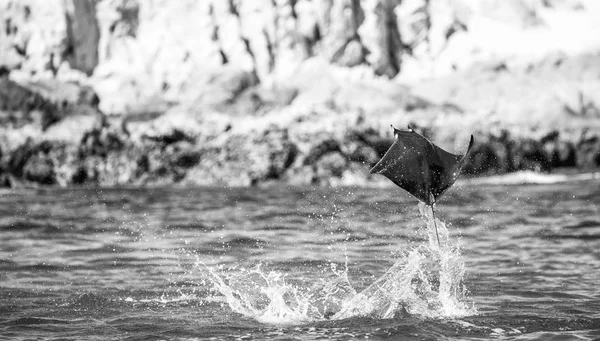 Mobula ray che salta fuori dall'acqua — Foto Stock
