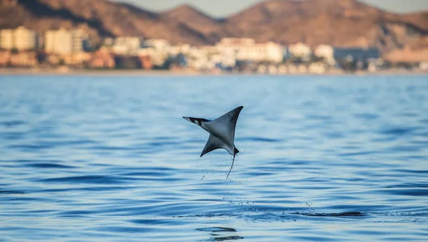 Mobula ray springt aus dem Wasser — Stockfoto