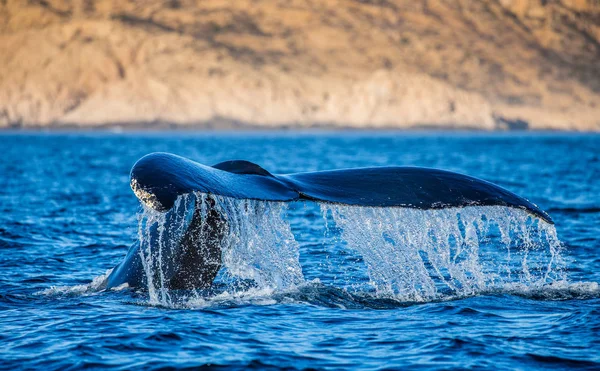kambur balina kuyruğu