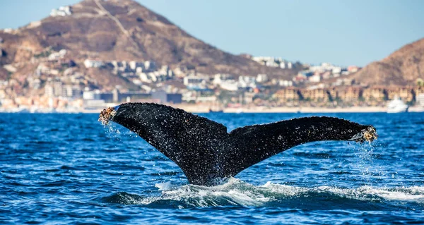 kambur balina kuyruğu