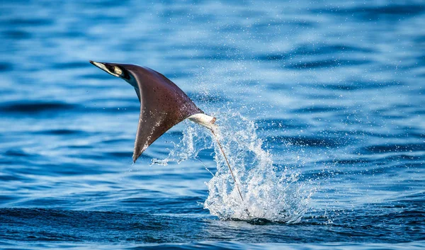 Mobula ray sudan atlama