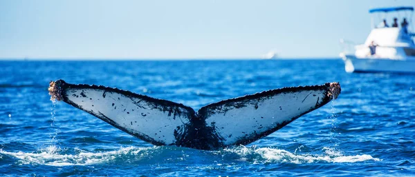 突背クジラの尾 — ストック写真