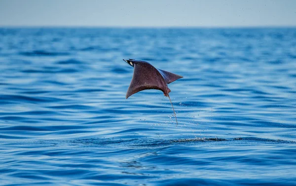Mobula ray sudan atlama