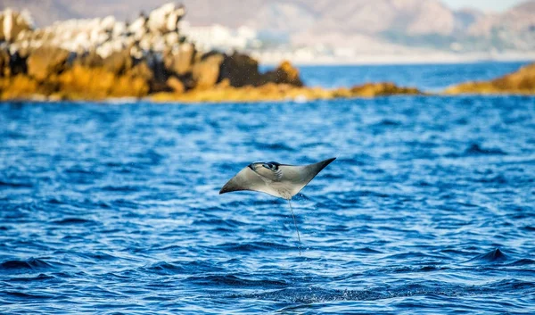 Mobula ray sautant hors de l'eau — Photo