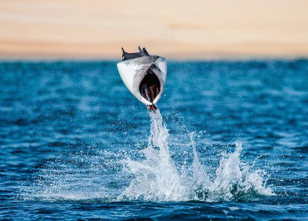 水の外に飛び出す Mobula ray — ストック写真