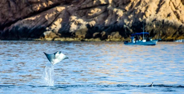 水の外に飛び出す Mobula ray — ストック写真