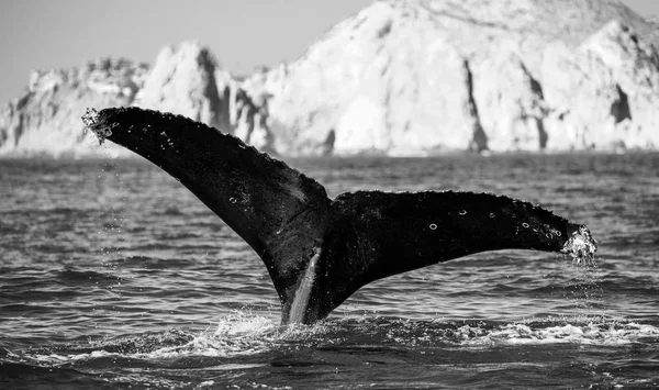 향유 고래 꼬리 — 스톡 사진