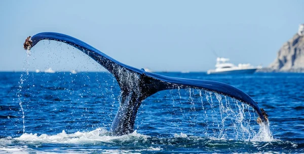kambur balina kuyruğu