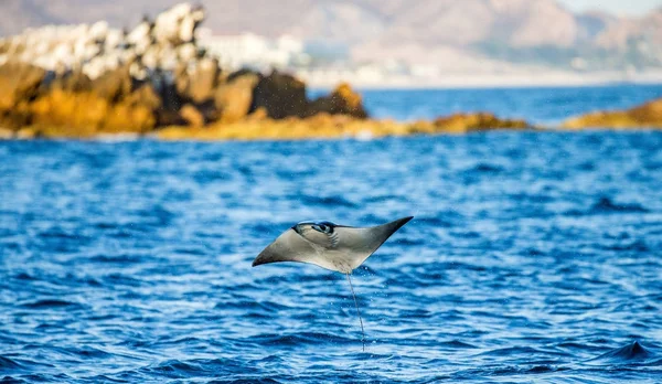 Mobula ray sudan atlama