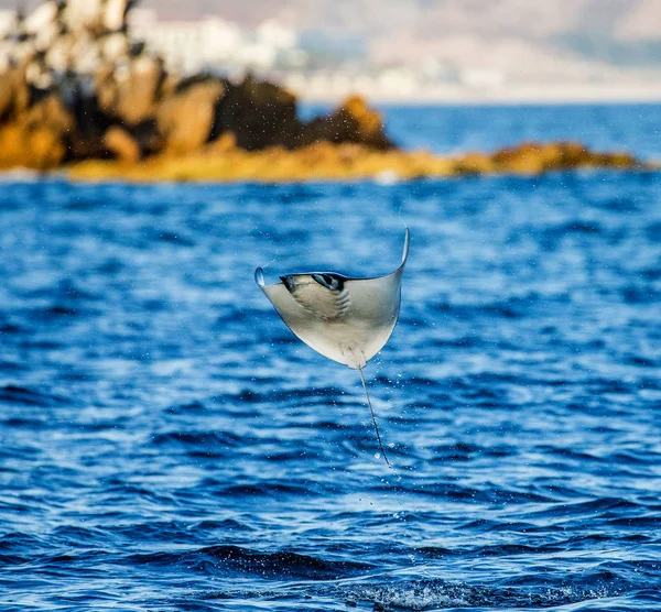 Mobula ray saltando del agua — Foto de Stock