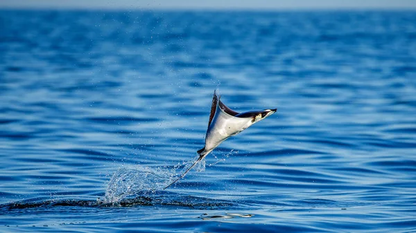 Mobula ray sudan atlama