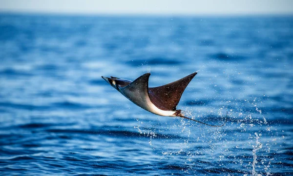 Mobula ray sudan atlama