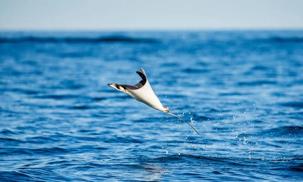 Mobula ray wyskakując z wody — Zdjęcie stockowe