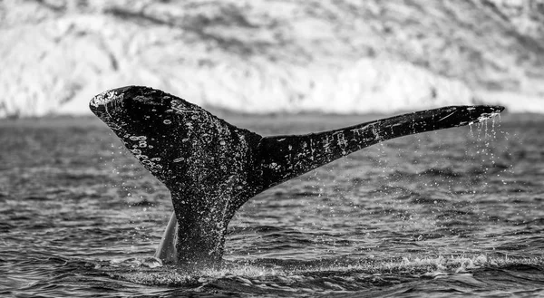 Schwanz eines Buckelwals — Stockfoto