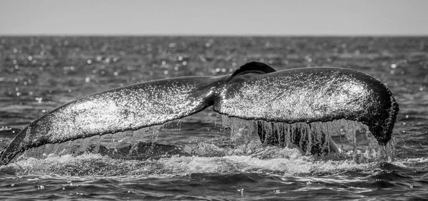 突背クジラの尾 — ストック写真