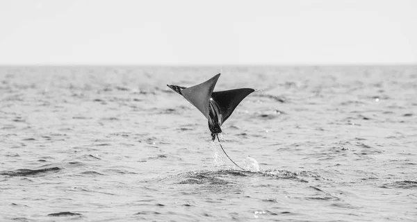 Mobula ray kiugrott a víz — Stock Fotó