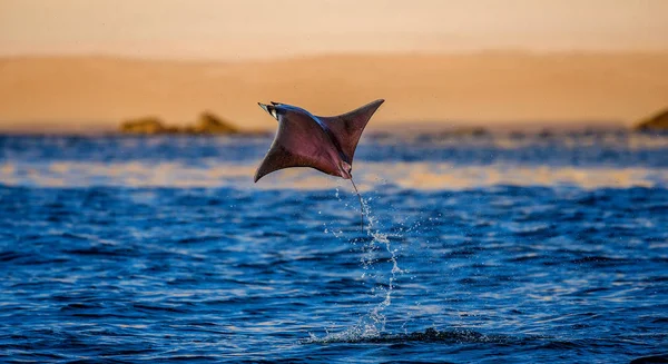 Mobula ray springen uit water — Stockfoto