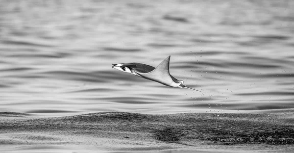 水の外に飛び出す Mobula ray — ストック写真