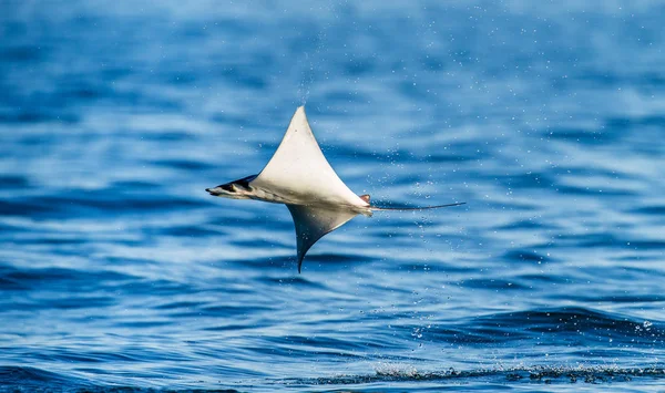 Mobula ray sudan atlama