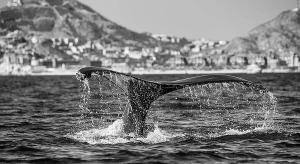 Svansen av knölval — Stockfoto