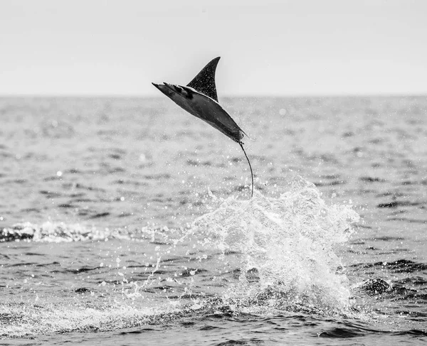 Mobula ray vyskočil z vody — Stock fotografie