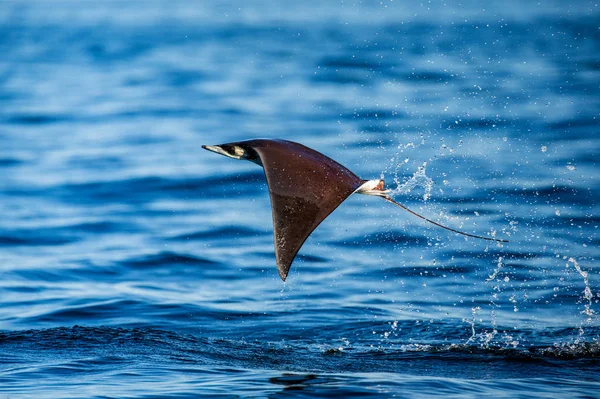 Mobula ray vyskočil z vody — Stock fotografie