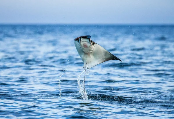 水の外に飛び出す Mobula ray — ストック写真