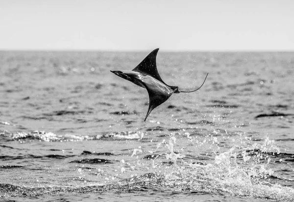 Mobula ray sudan atlama